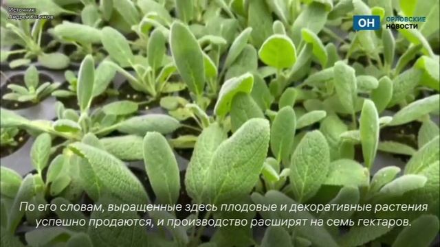 Клычков заехал в Ледно посмотреть на питомник смотреть онлайн