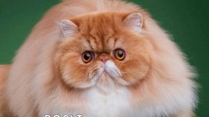 кто ты по зз М.СВ