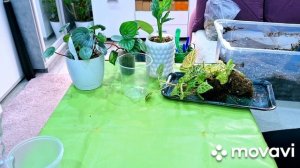 ПЕРЕСАДКИ.КОМНАТНЫЕ РАСТЕНИЯ(ЦВЕТЫ).