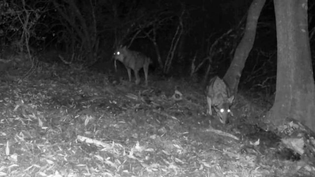 Фото ловушка 🐺🐺🐺 смотреть онлайн