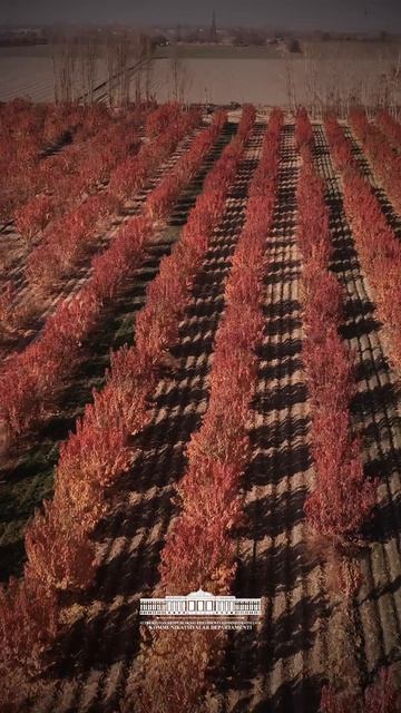 Davlatimiz rahbari yangi temir yo‘l orqali Urgutga keldi. смотреть онлайн