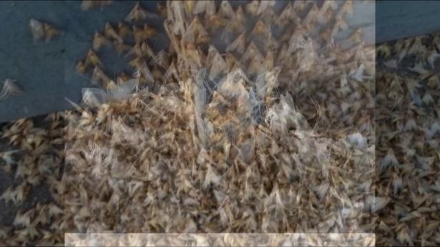 НАЧАЛО  СТУДЕНЧЕСКОЙ ЖИЗНИ ЧАСТЬ ПЕРВАЯ