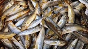 Салака холодного копчения