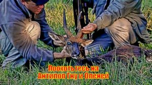 Поохотьтесь на Потрясающих Черных Антилоп Гну и Диких Оленей в Южной Африке