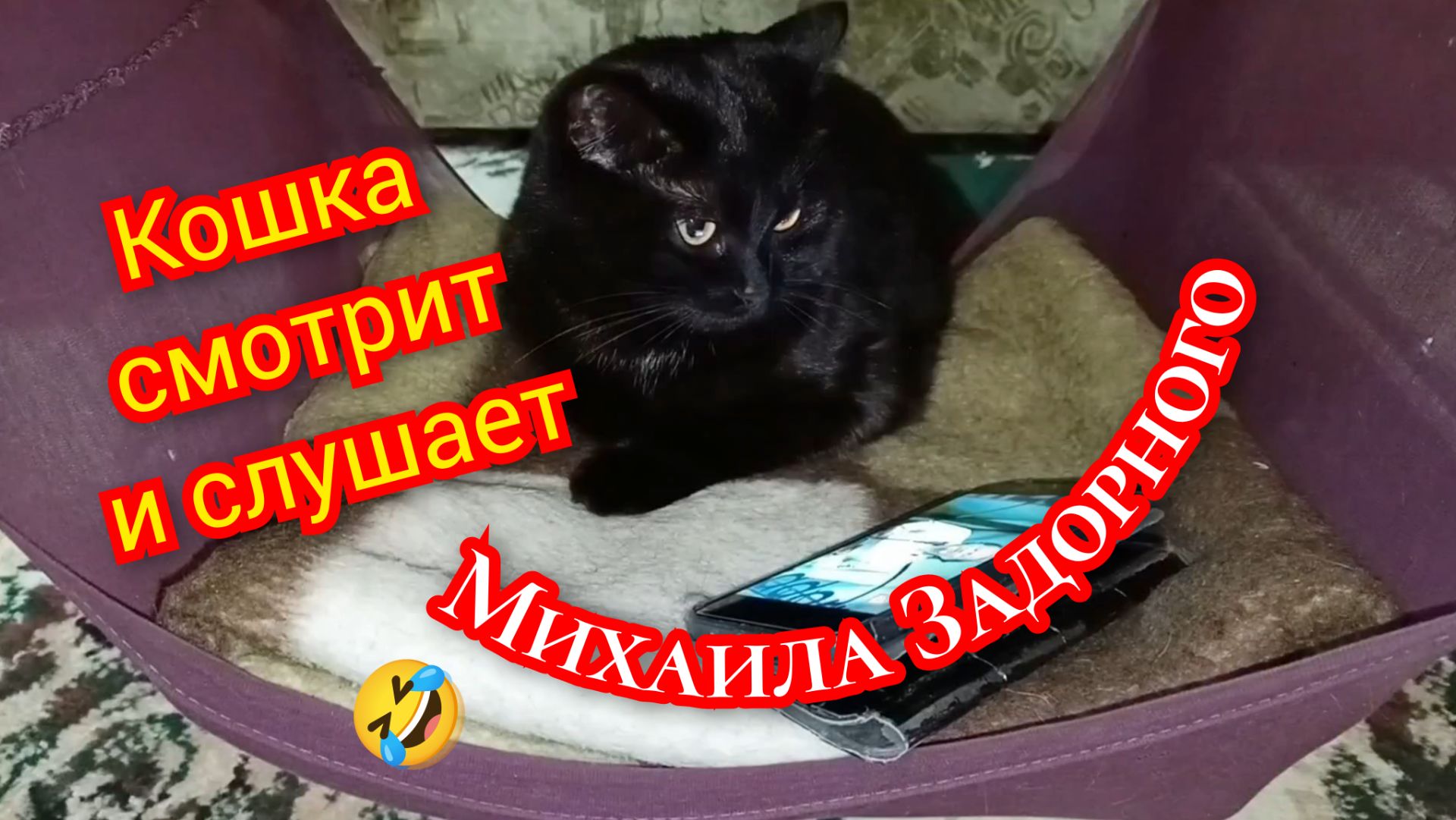 Смех до слёз 😂. Кошка смотрит М. Задорнова смотреть онлайн