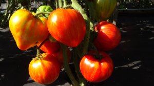 Когда нужно сеять крупноплодных Томатных Гномов, чтобы поспели в июле - августе?