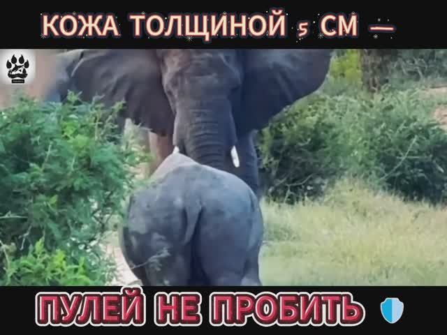 Невероятные факты: Носорог: почему он — настоящий «танк» саванны? 🦏