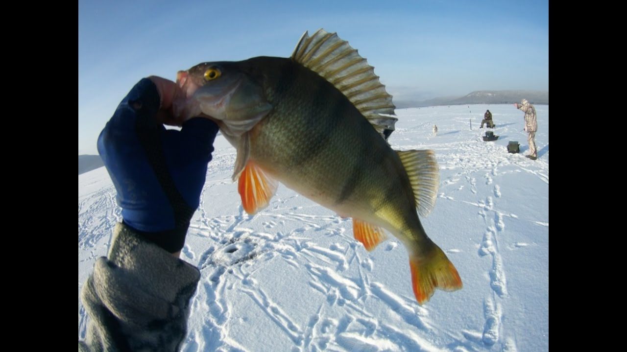 Рыбалка сразу на дороге. Ловим рыбу на Братском Водохранилище. Зимняя рыбалка смотреть онлайн