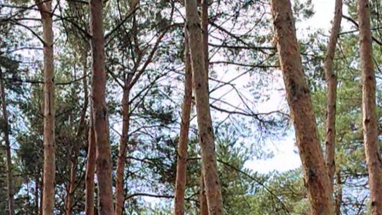 Высокие деревья в парке Липецка смотреть онлайн