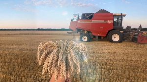 "Сторона родная", Светлана Макарова-Гриценко