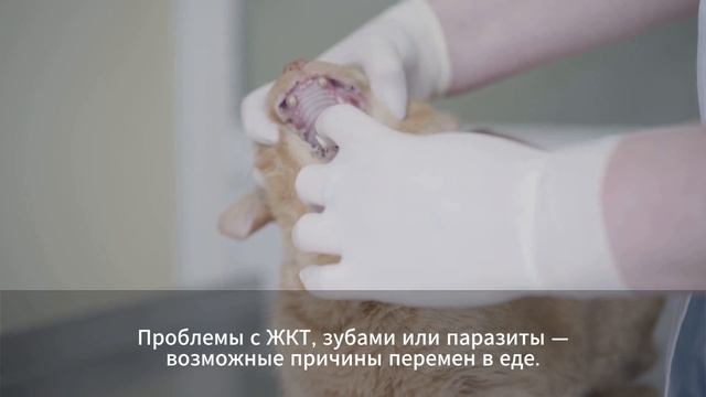 Как понять, что кошка заболела смотреть онлайн
