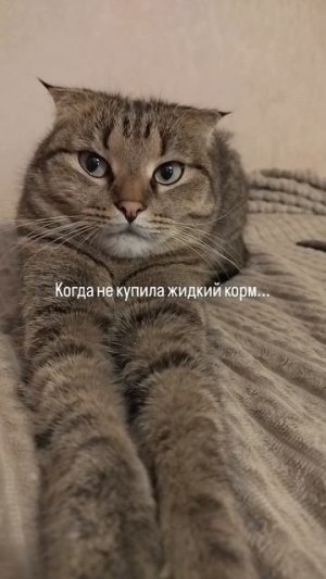 Когда не купила жидкий корм