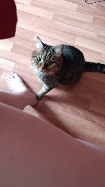 Барсик попрошайничает смотреть онлайн