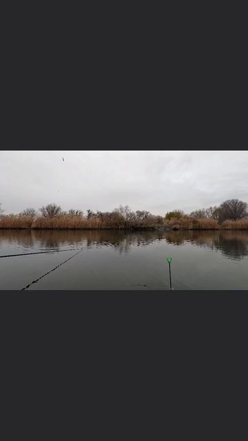 Трейлер / Ловля тарани-плотвы поздней осенью на поплавок / Плотва на кукурузу / смотреть онлайн