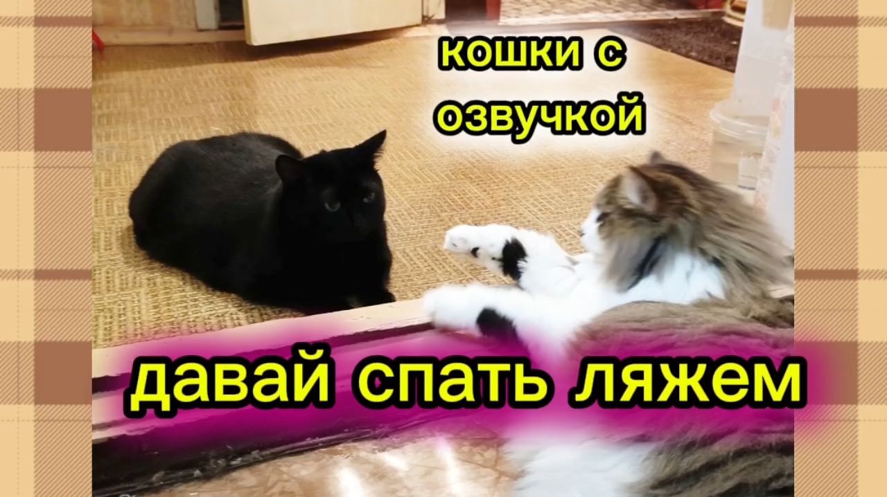 Кошки с озвучкой. Забавные котики. смотреть онлайн