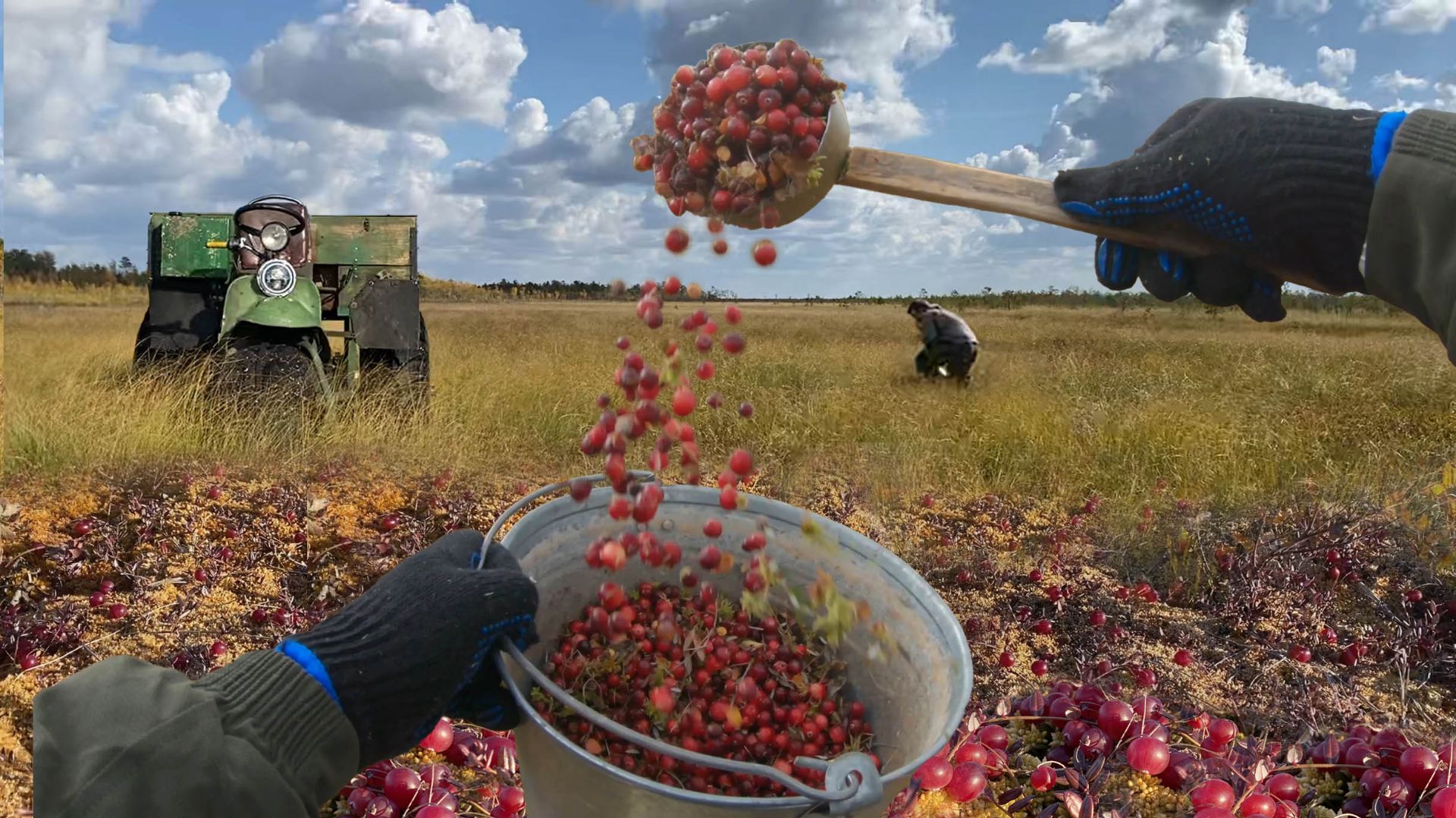 Колеса красные от клюквы.. Лоси на выстрел. Гребём ягоду вёдрами.