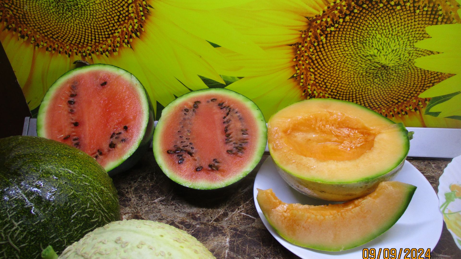 Получить в Сибири вызревшие полноценные семена дынь удается не каждый год! смотреть онлайн