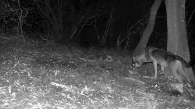 Фото ловушка 🐺🐺🐺 смотреть онлайн