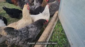 Ep.255 Farm Tour (Russian Subtitles)