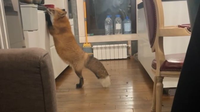 Лиса-Алиса. На кухне лиса была поймана с поличным смотреть онлайн