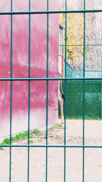 ЖИРАФИК🦒🌿САФАРИ ПАРК,,КРАСНОДАР