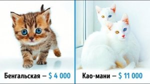 19 шикарных кошек, которые стоят целое состояние