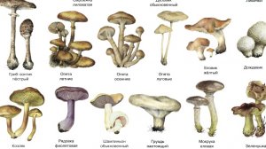 10 самых вкусных ГРИБОВ МИРА