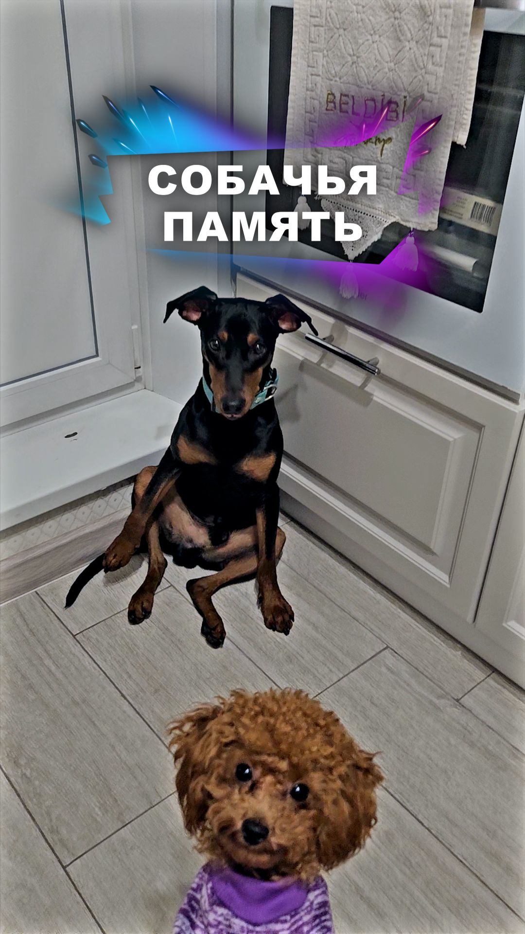 Почему они нас помнят? #животные смотреть онлайн
