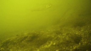 ПОДВОДНАЯ Съёмка РЫБЫ на Неровном ДНЕ