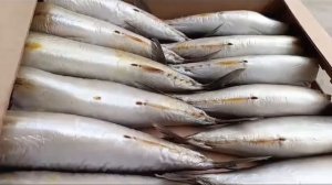 Скумбрия провесная