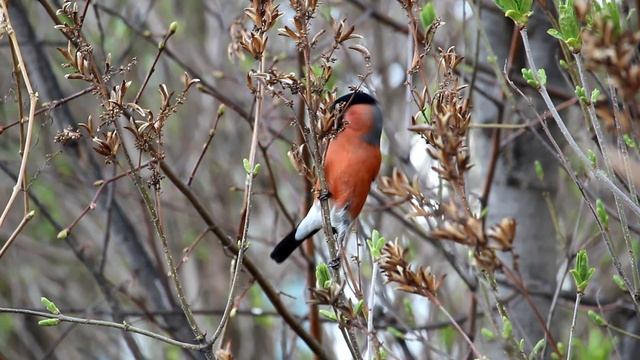Снегирь в городе Очёр | Ураловед смотреть онлайн