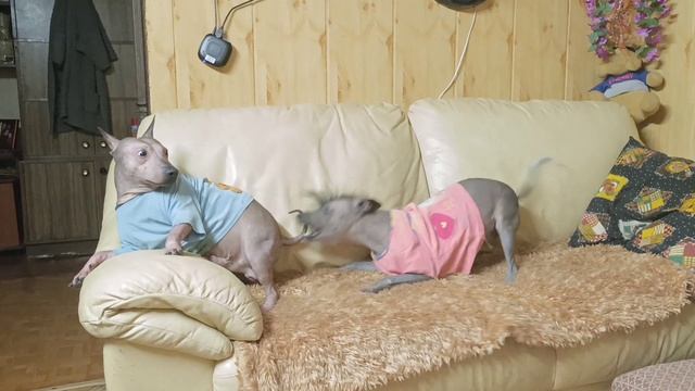 Жорик и Лёля