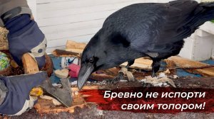 Ворон плотник и сантехник! Готовим бревна для обучения