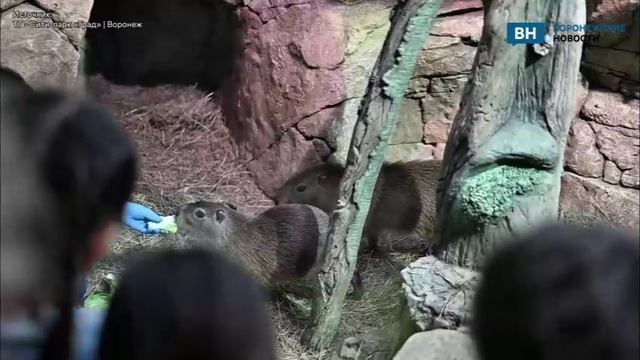 В воронежском океанариуме появилось две капибары смотреть онлайн