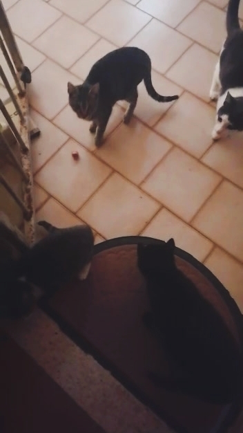 Как Ванечка, привёл друзей на сосиски!😸😂 ( Ванечка, белый котик, с пятнами) (Архив) смотреть онлайн