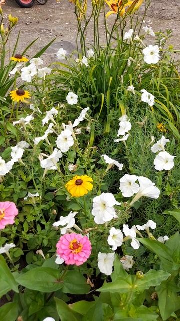 Космея белая на клумбе в "деревенском" стиле. смотреть онлайн