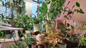 Скоро снова выставка цветов(собираюсь и жалуюсь).