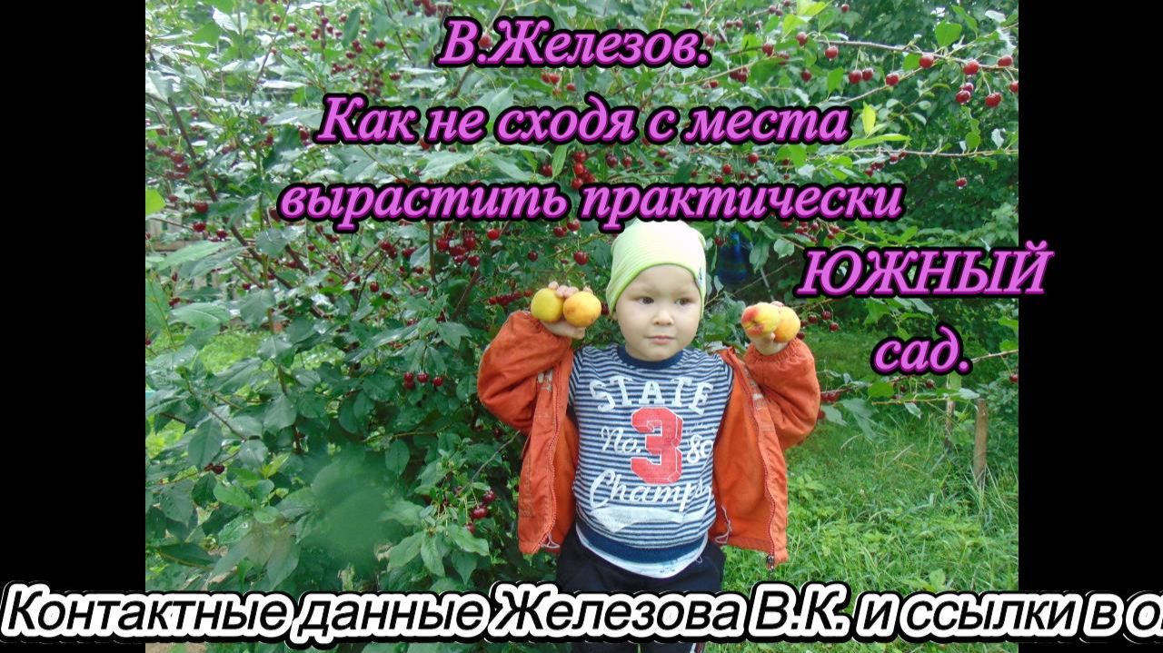 В.Железов. Как не сходя с места вырастить практически ЮЖНЫЙ сад. смотреть онлайн