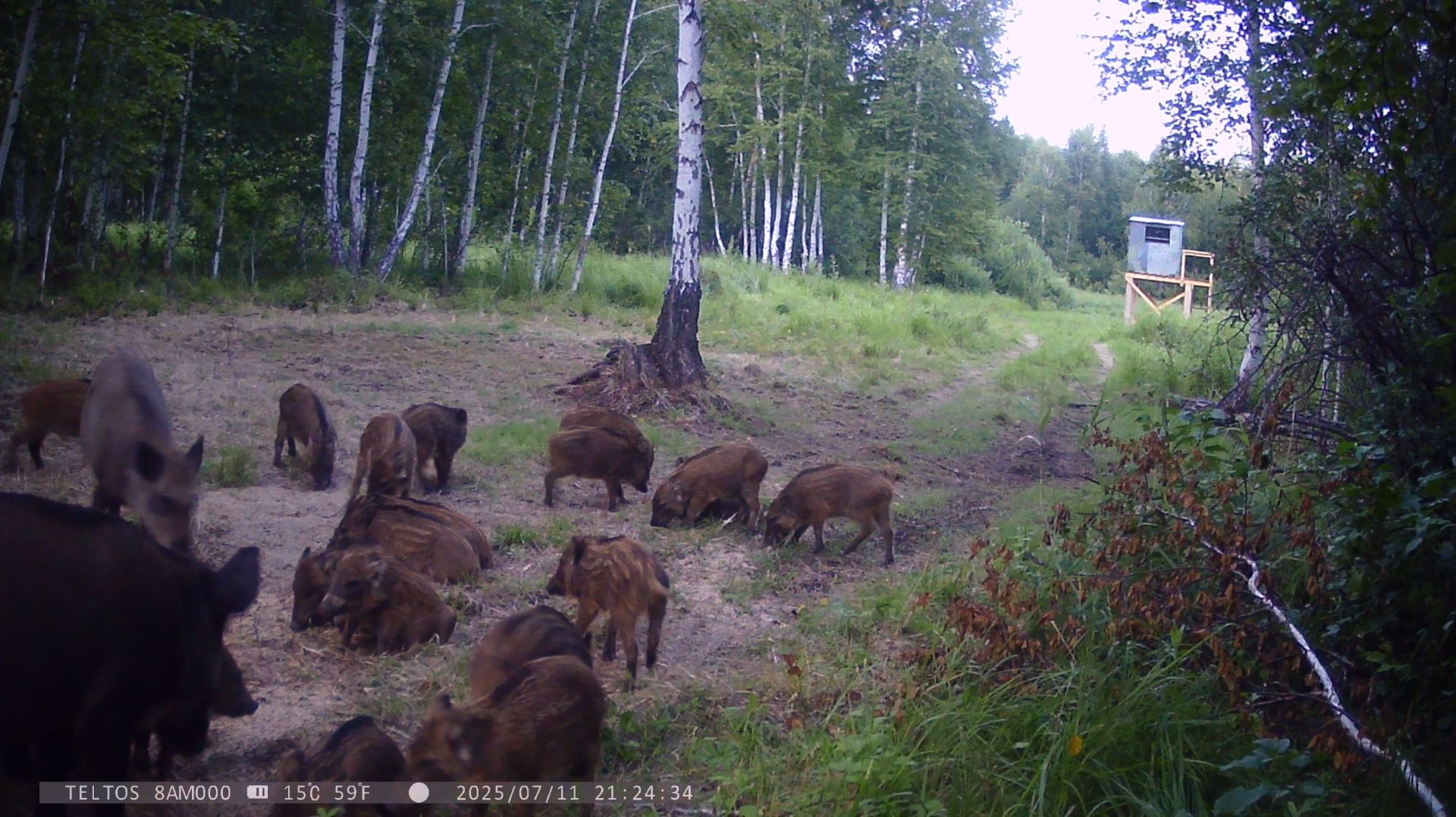 Дикие кабаны в природе смотреть онлайн
