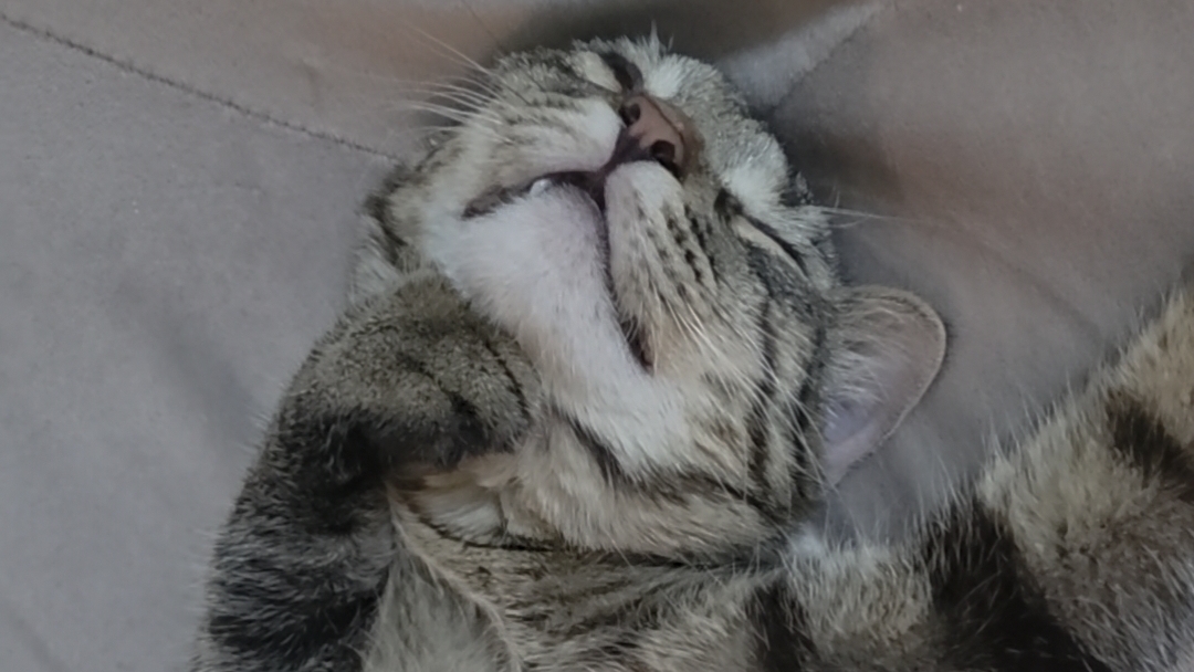 Путешествие по спящему коту