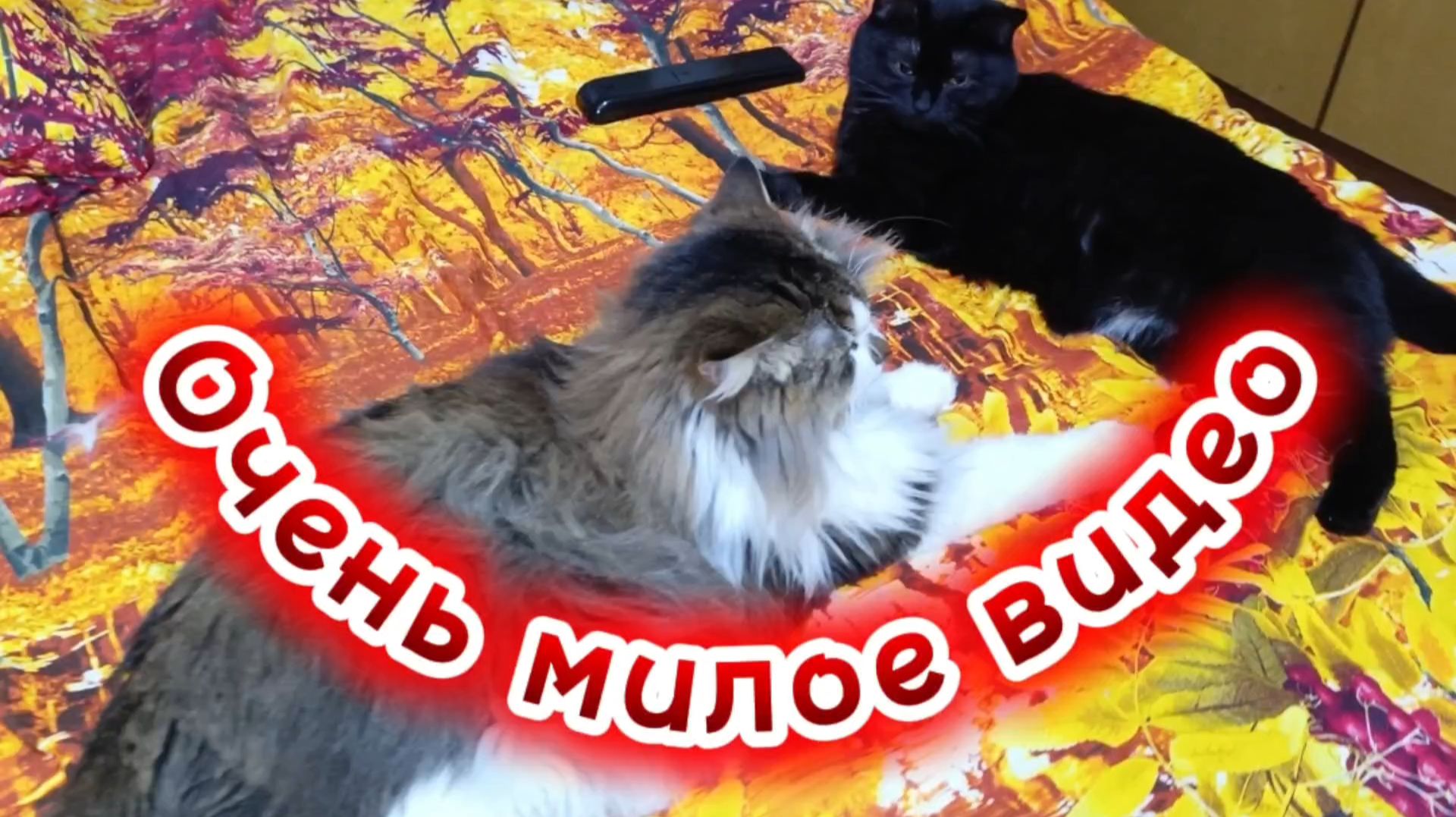 Забавные котики. Очень милое видео. смотреть онлайн