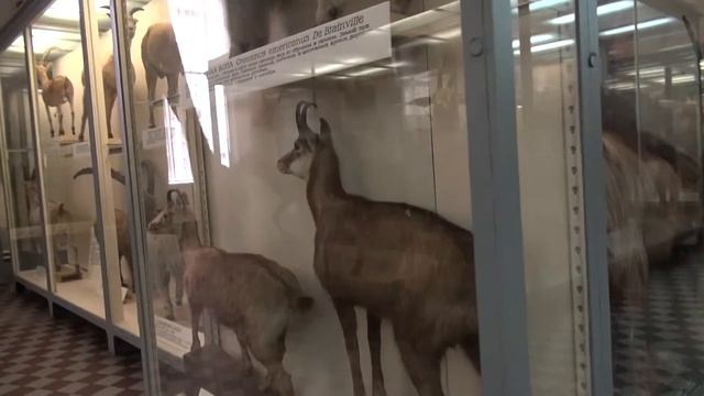 Петербург зоологический музей смотреть онлайн