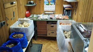 Грибы России 2025