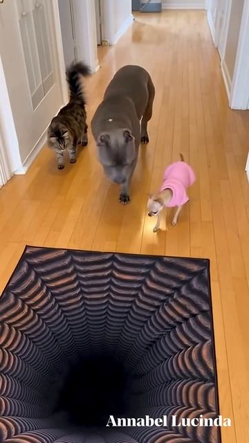 Животные и чёрная дыра?! 😂💀 #funnypets #brunothepitbull #petcomedyclub смотреть онлайн