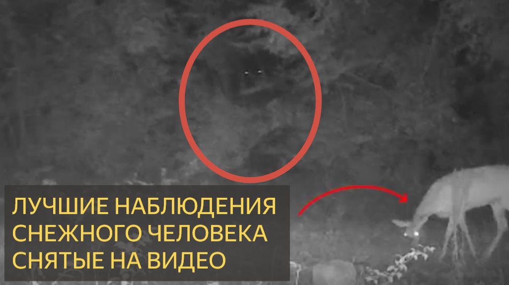 Лучшие наблюдения снежного человека, когда-либо снятые камерой смотреть онлайн