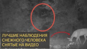 Лучшие наблюдения снежного человека, когда-либо снятые камерой