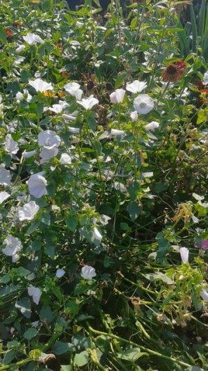 Лаватера Красотка в огороде радует все лето и даже осенью!