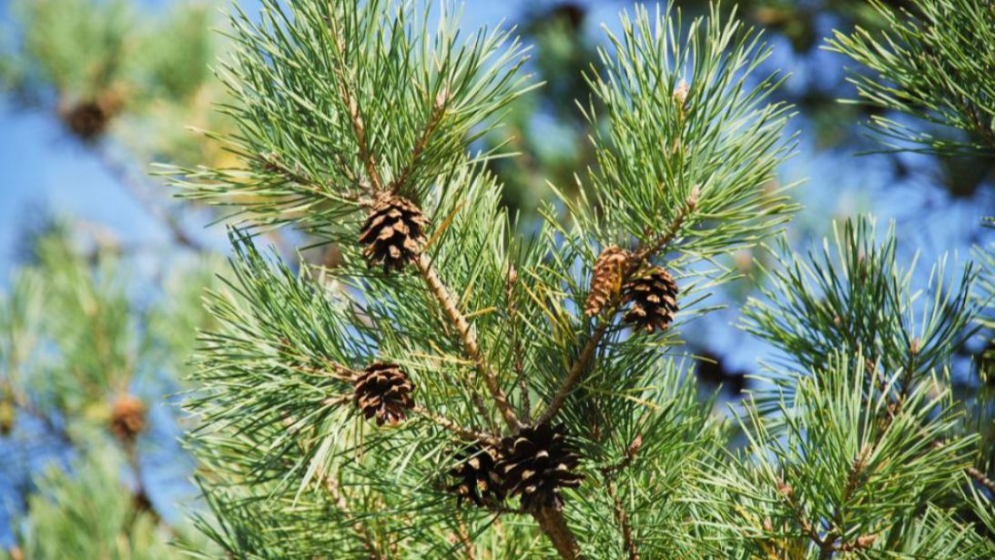 СОСНА .РЕМОНТ ДОРОГИ смотреть онлайн