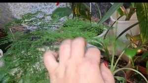 Обзор комнатных растений 1 часть 26-11-2025