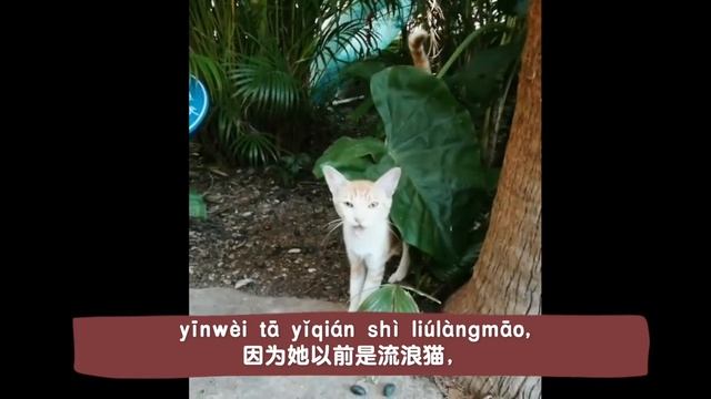 Slow Chinese Beginner Level